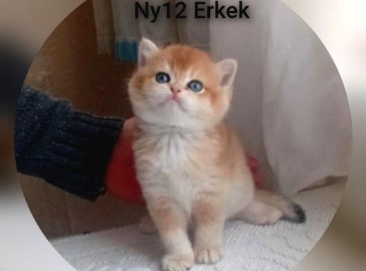 Brithis Shorthai̇r Zarafeti̇ görsel