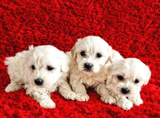 Kar Beyazi Maltese Yavrular görsel