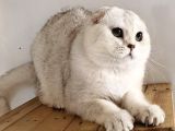 Scottish fold shorthair ns 11 erkek