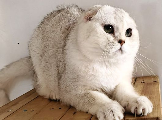 Scottish Fold Shorthair Ns 11 Erkek