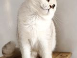 Scottish Fold Shorthair Ns 11 Erkek