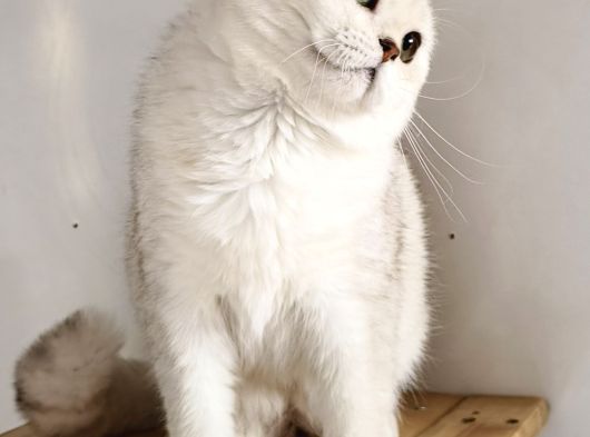 Scottish Fold Shorthair Ns 11 Erkek görsel