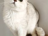 Scottish Fold Shorthair Ns 11 Erkek