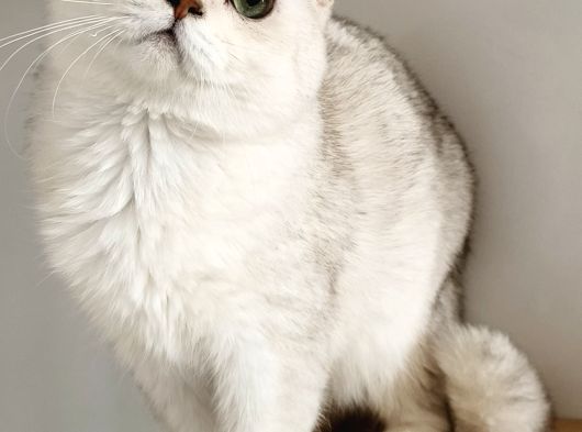 Scottish Fold Shorthair Ns 11 Erkek görsel