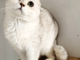 Scottish Fold Shorthair Ns 11 Erkek