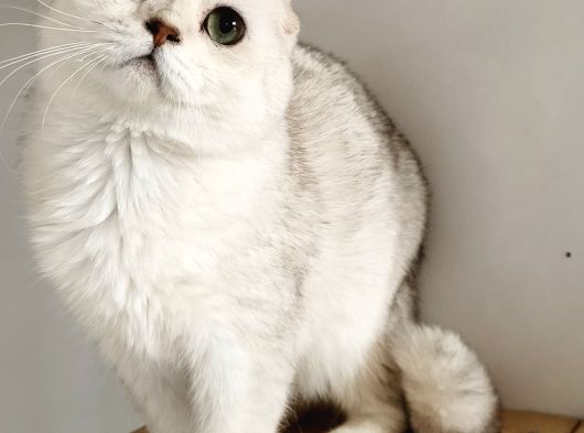 Scottish Fold Shorthair Ns 11 Erkek görsel
