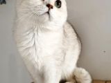 Scottish Fold Shorthair Ns 11 Erkek