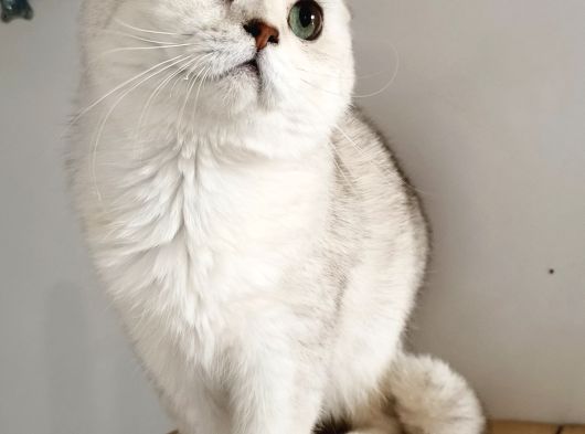Scottish Fold Shorthair Ns 11 Erkek görsel