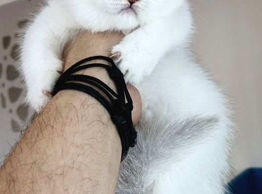 Scottish Straight Shorthair Bs12 Dişi