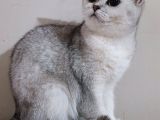 Scottish Straight Shorthair Dişi
