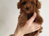 Teddy Toy Poodle Yavru  Irk Garantili