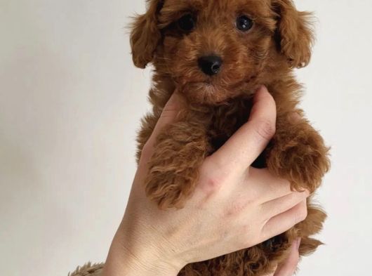 Teddy Toy Poodle Yavru  Irk Garantili görsel