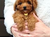 Teddy Toy Poodle Yavru  Irk Garantili
