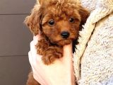 Teddy Toy Poodle Yavru  Irk Garantili
