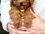 Teddy Toy Poodle Yavru  Irk Garantili