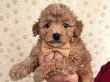 Premium Toy Poodle Yavrular  Aile Ortamına Uygun