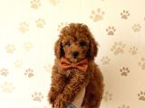 Premium Toy Poodle Yavrular  Aile Ortamına Uygun