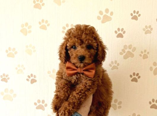 Premium Toy Poodle Yavrular  Aile Ortamına Uygun görsel