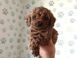 Premium Toy Poodle Yavrular  Aile Ortamına Uygun