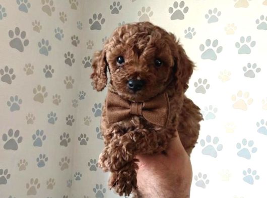 Premium Toy Poodle Yavrular  Aile Ortamına Uygun görsel