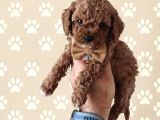 Premium Toy Poodle Yavrular  Aile Ortamına Uygun