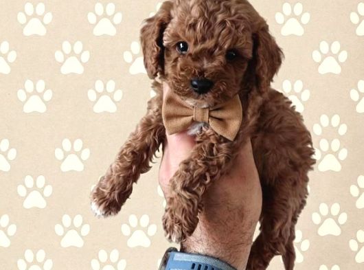 Premium Toy Poodle Yavrular  Aile Ortamına Uygun