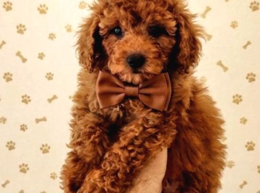 Premium Toy Poodle Yavrular  Aile Ortamına Uygun görsel