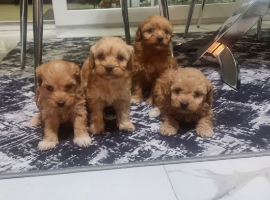 Çok Büyümeyen Minyatür Minnaklarım görsel