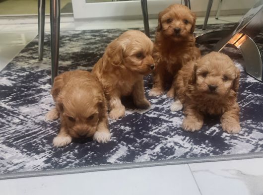 Çok Büyümeyen Minyatür Minnaklarım görsel