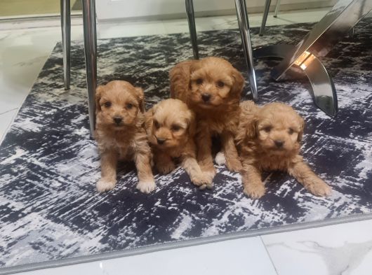 Çok Büyümeyen Minyatür Minnaklarım görsel