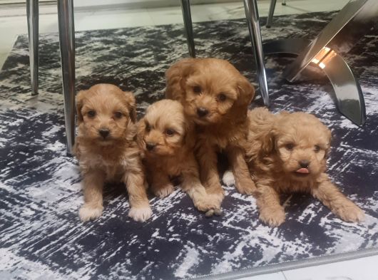 Çok Büyümeyen Minyatür Minnaklarım