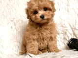 MALTİPOO CİNSİ YAVRULAR EV ÜRETİMİ