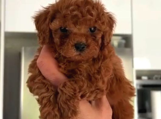 Toy Poodle Sevi̇mli̇ Yavrular Ev Üreti̇mi̇ görsel