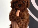 Toy Poodle Sevi̇mli̇ Yavrular Ev Üreti̇mi̇