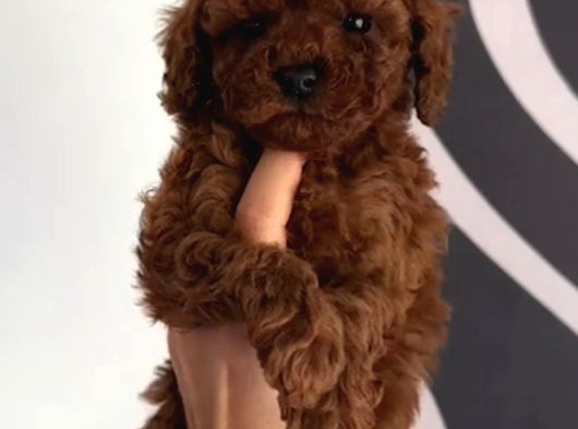 Toy Poodle Sevi̇mli̇ Yavrular Ev Üreti̇mi̇ görsel