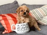 Petmode köpek çiftliğinde ziyarete açık kore tea cup maltipo