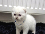 Boncuk gözlü top surat bebekler teslime hazır