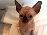Kanada Sphynx