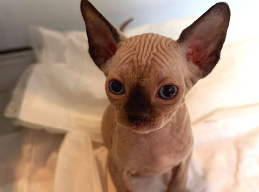 Kanada Sphynx görsel