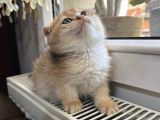 Golden Ve Silver Eğik Kulaklı Çok Tatlı Yavrular
