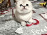 Golden Ve Silver Eğik Kulaklı Çok Tatlı Yavrular