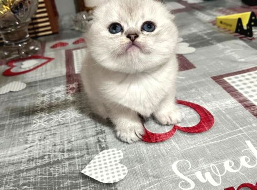 Golden Ve Silver Eğik Kulaklı Çok Tatlı Yavrular görsel