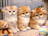 Mükemmel A Kalite British Longhair Golden Yavrularımız
