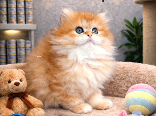 Mükemmel A Kalite British Longhair Golden Yavrularımız görsel