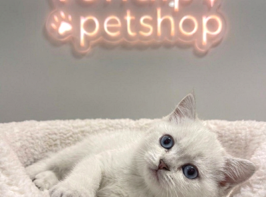 Vonalp Pet Garantisiyle  Bri̇ti̇sh Shorthai̇r Yavrular görsel