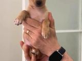 Sevimli Pinscher Yavrular