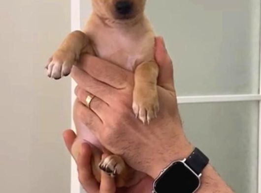 Sevimli Pinscher Yavrular görsel