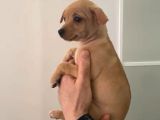 Sevimli Pinscher Yavrular