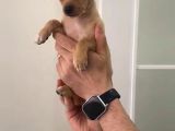Sevimli Pinscher Yavrular