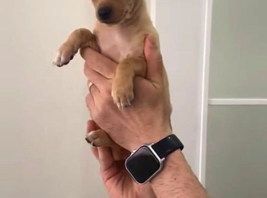 Sevimli Pinscher Yavrular görsel